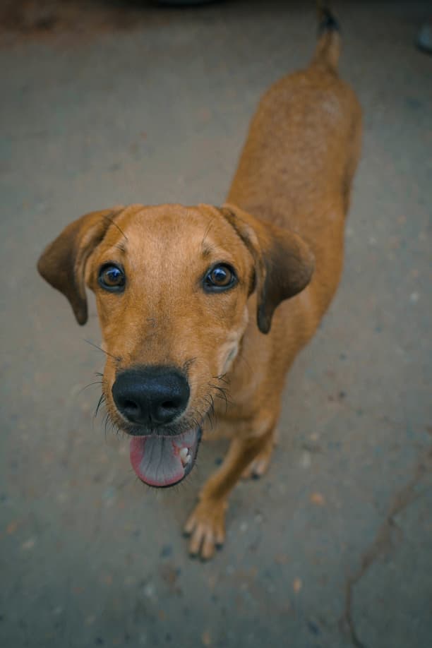 Adversarial dog image